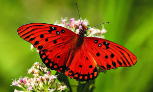 Largest-Butterfly-Diversity