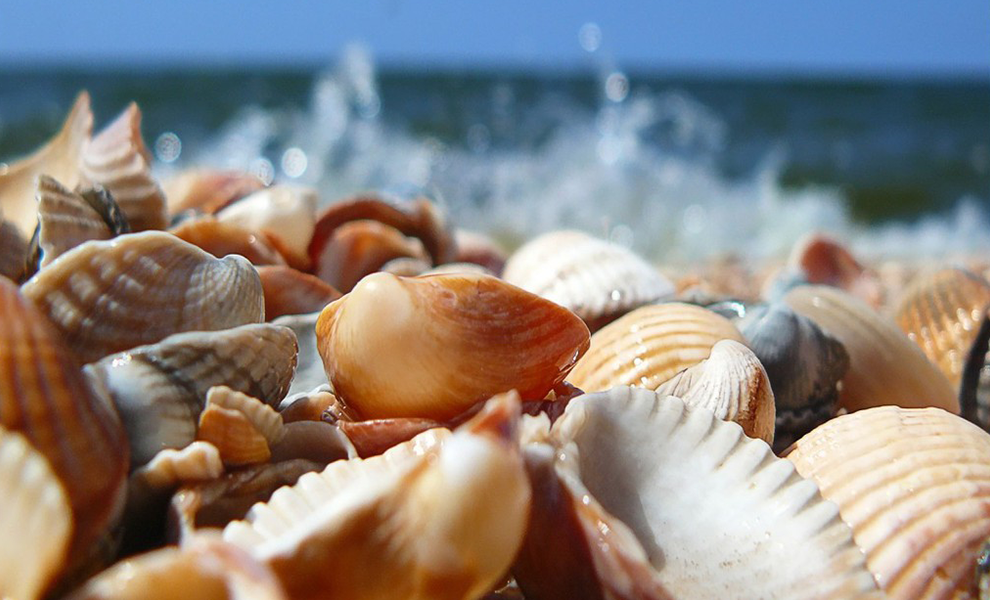 5 Amazing Facts About Seashells | Eko Pearl Towers